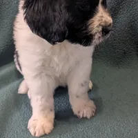 Johnny, a male Newfoundland for sale in Cleveland, OH – Photo 2 of 10
