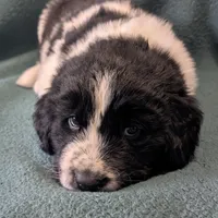 Johnny, a male Newfoundland for sale in Cleveland, OH – Photo 9 of 10