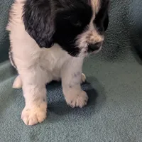 Johnny, a male Newfoundland for sale in Cleveland, OH – Photo 10 of 10