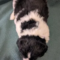 Johnny, a male Newfoundland for sale in Cleveland, OH – Photo 7 of 10