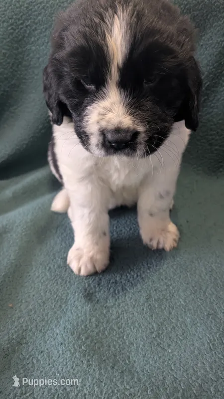 Johnny – Newfoundland puppy for sale in Cleveland, OH
