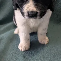Johnny, a male Newfoundland for sale in Cleveland, OH – Photo 1 of 10