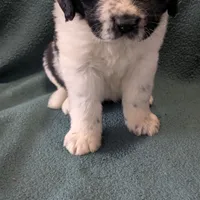 Johnny, a male Newfoundland for sale in Cleveland, OH – Photo 5 of 10