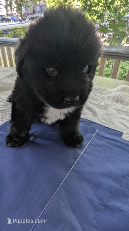 Forrest – Newfoundland puppy for sale in Cleveland, OH