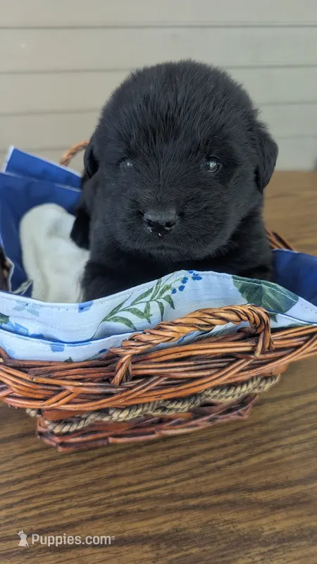 Puppertin – Newfoundland puppy for sale in Cleveland, OH