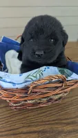 Puppertin, a male Newfoundland for sale in Cleveland, OH – 2 of 5