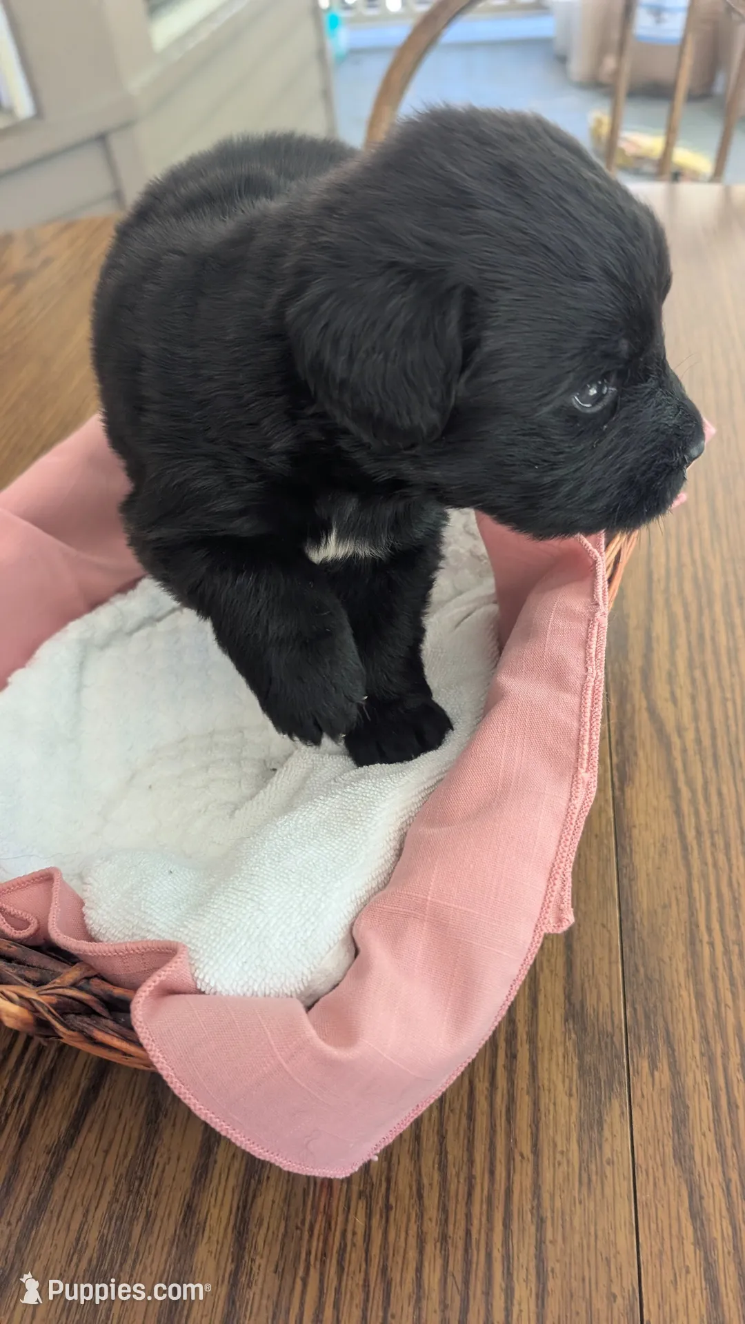 Luna, a female Newfoundland for sale in Cleveland, OH – 10 of 10