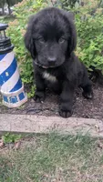 Sammy, a male Newfoundland for sale in Cleveland, OH – 5 of 9