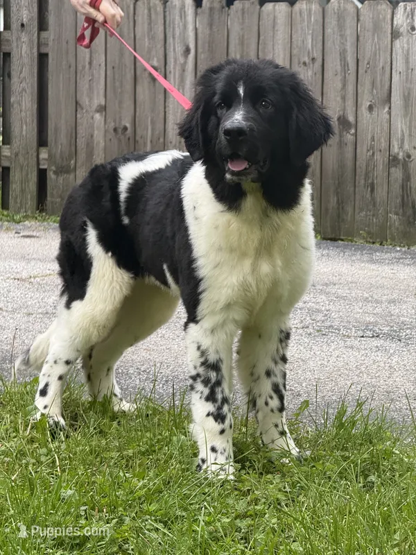 Sophie  – Newfoundland puppy for sale in Cleveland, OH
