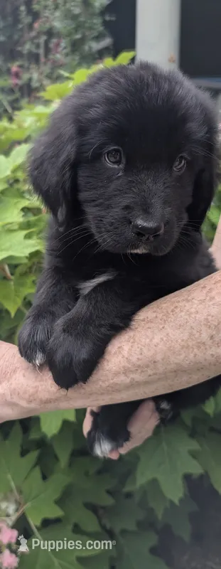 Luna – Newfoundland puppy for sale in Cleveland, OH