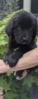 Luna, a female Newfoundland for sale in Cleveland, OH – 4 of 6