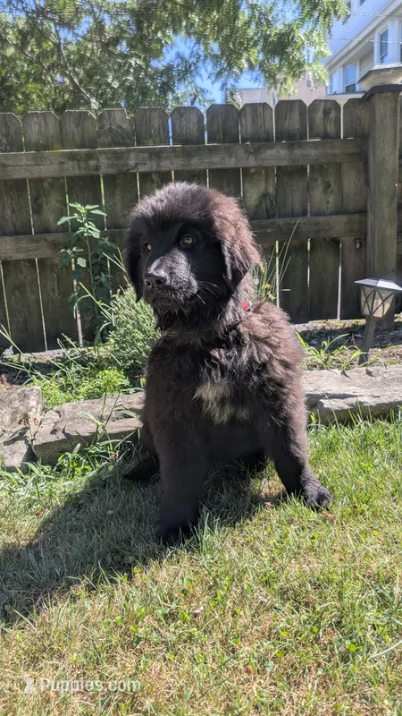 Puppertin – Newfoundland puppy for sale in Cleveland, OH