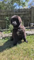 Puppertin, a male Newfoundland for sale in Cleveland, OH – 7 of 10