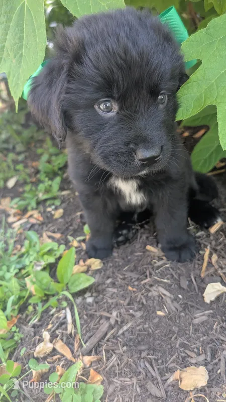 Sammy – Newfoundland puppy for sale in Cleveland, OH