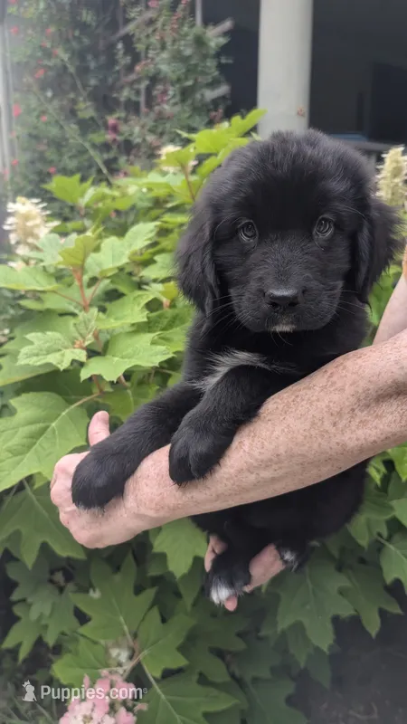 Luna – Newfoundland puppy for sale in Cleveland, OH