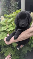 Luna, a female Newfoundland for sale in Cleveland, OH – 3 of 6
