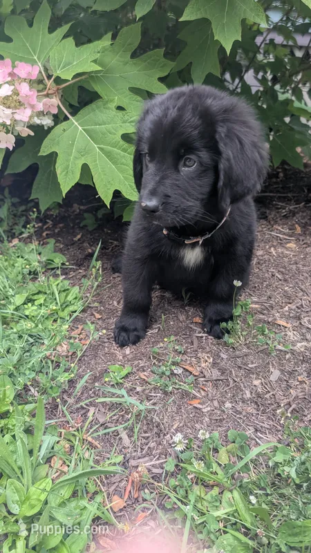 Sammy – Newfoundland puppy for sale in Cleveland, OH