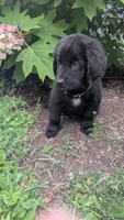 Sammy, a male Newfoundland for sale in Cleveland, OH – 4 of 9