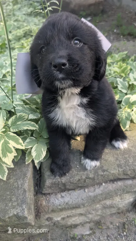 Elias – Newfoundland puppy for sale in Cleveland, OH