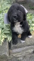 Elias, a male Newfoundland for sale in Cleveland, OH – 2 of 10