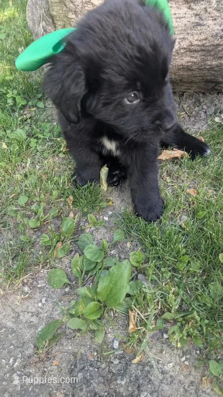 Sammy – Newfoundland puppy for sale in Cleveland, OH