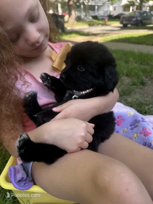 Ruby – Newfoundland puppy for sale in Cleveland, OH