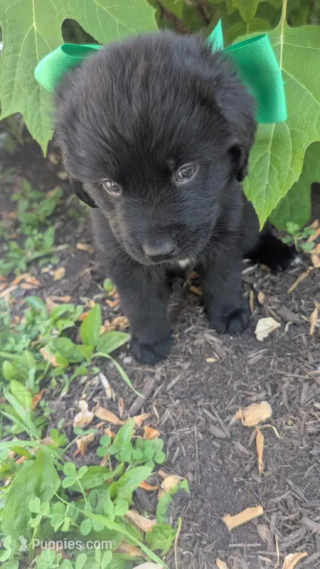 Sammy – Newfoundland puppy for sale in Cleveland, OH