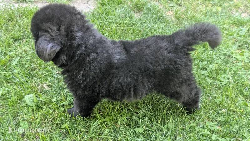 Puppertin – Newfoundland puppy for sale in Cleveland, OH