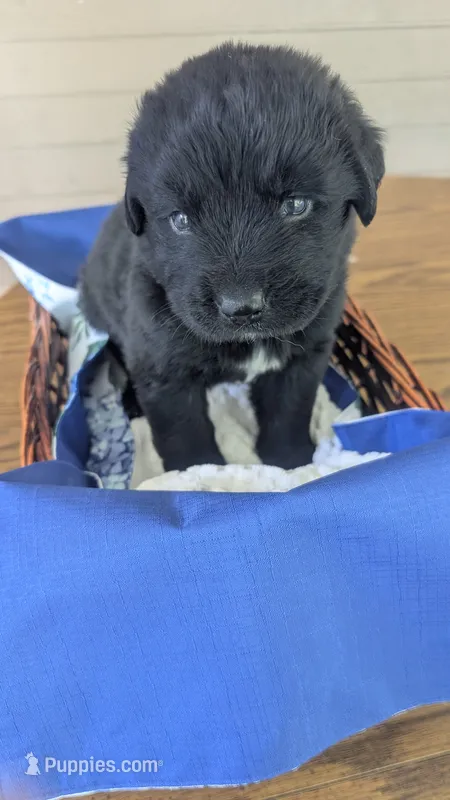 Sammy, a male Newfoundland for sale in Cleveland, OH – 1 of 4