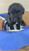 Sammy, a male Newfoundland for sale in Cleveland, OH – 1 of 4