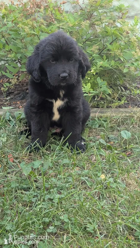 Ava – Newfoundland puppy for sale in Cleveland, OH