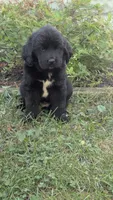 Ava, a female Newfoundland for sale in Cleveland, OH – 5 of 6