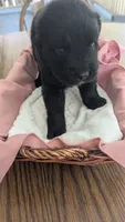 Luna, a female Newfoundland for sale in Cleveland, OH – 5 of 10