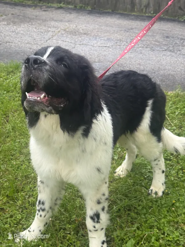 Johnny  – Newfoundland puppy for sale in Cleveland, OH