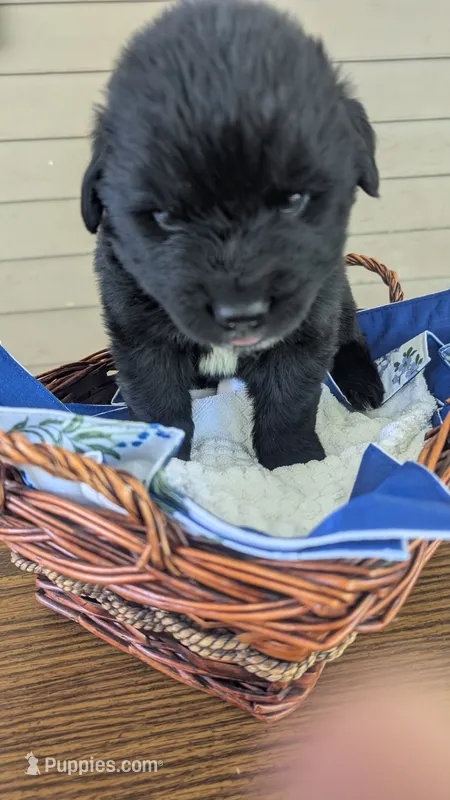 Forrest – Newfoundland puppy for sale in Cleveland, OH