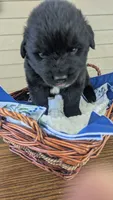 Forrest, a male Newfoundland for sale in Cleveland, OH – 2 of 4