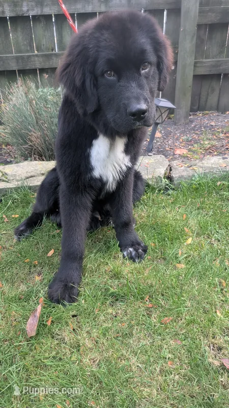Elias – Newfoundland puppy for sale in Cleveland, OH