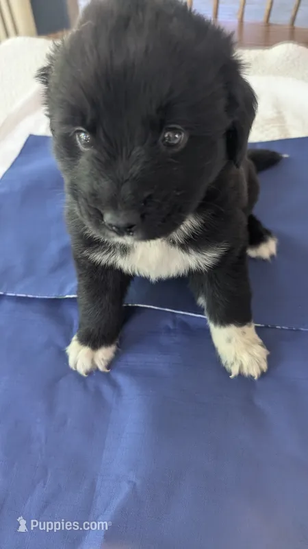 Francesca – Newfoundland puppy for sale in Cleveland, OH