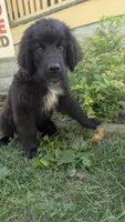 Forrest, a female Newfoundland for sale in Cleveland, OH – 4 of 8