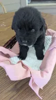 Ruby, a female Newfoundland for sale in Cleveland, OH – 2 of 9