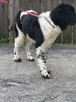 Sophie , a female Newfoundland for sale in Cleveland, OH – 8 of 10