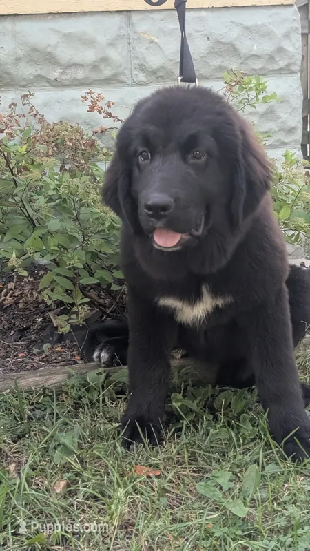 Luna – Newfoundland puppy for sale in Cleveland, OH