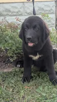 Luna, a female Newfoundland for sale in Cleveland, OH – 1 of 8