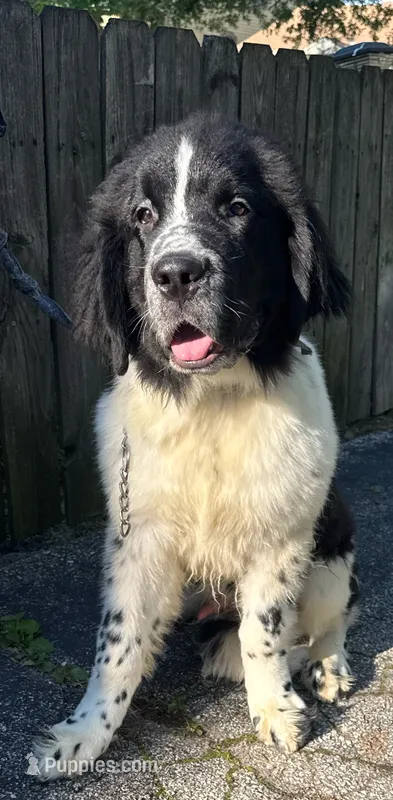 Johnny price reduction – Newfoundland puppy for sale in Cleveland, OH