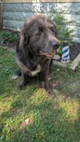 Luna, a female Newfoundland for sale in Cleveland, OH – 5 of 6