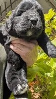 Arthur, a male Newfoundland for sale in Cleveland, OH – 5 of 6