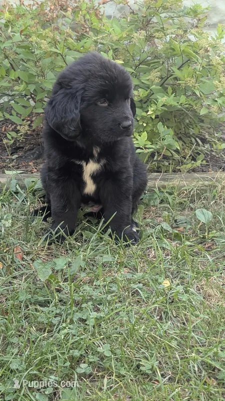 Ava – Newfoundland puppy for sale in Cleveland, OH