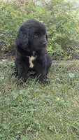 Ava, a female Newfoundland for sale in Cleveland, OH – 6 of 6
