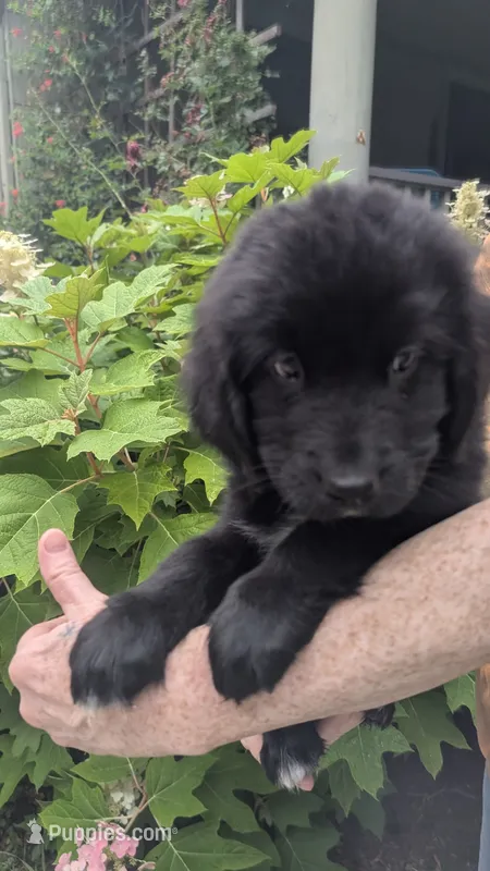 Luna – Newfoundland puppy for sale in Cleveland, OH