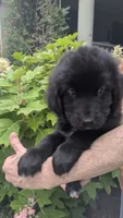 Luna, a female Newfoundland for sale in Cleveland, OH – 2 of 6
